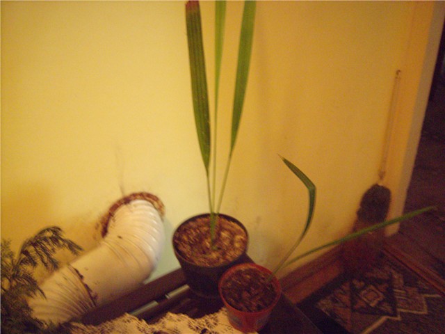 palma datula